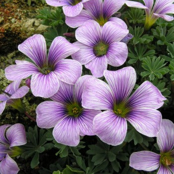 Oxalis_enneaphylla_Ione_Hecker