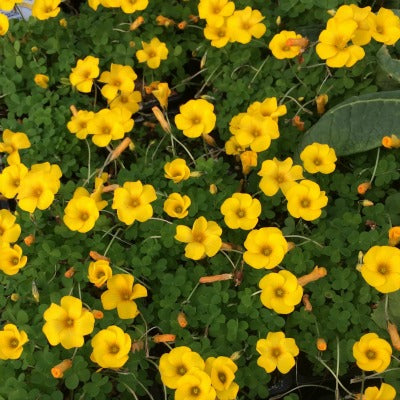 Oxalis_lobata.jpg