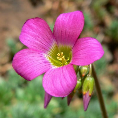 Oxalis_magnifica