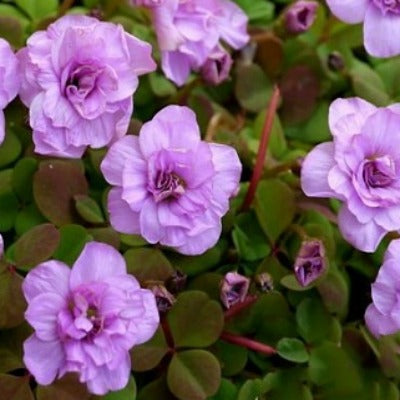Oxalis_nudilans_Pom_Pom
