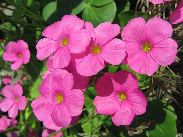 Oxalis_purpurata_bowiei_Amarantha.jpg