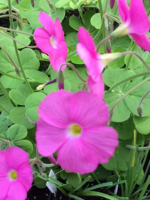 Oxalis_purpurata_bowiei_Amarantha.jpg