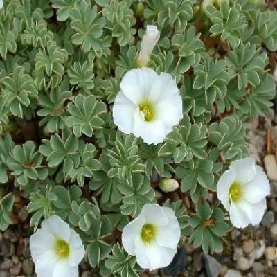 Oxalis_Shefield_Swan