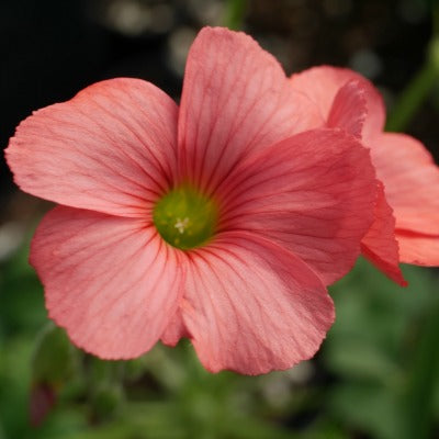 Oxalis_Tomato_Red