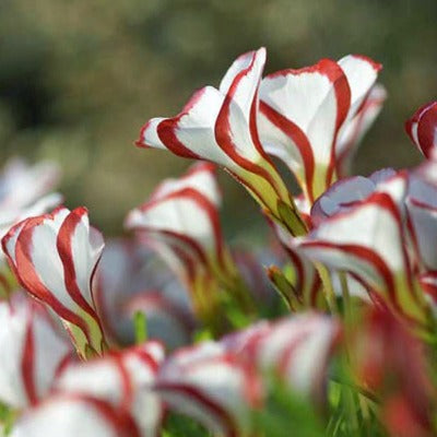 Oxalis_versicolor
