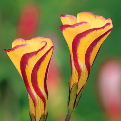 Oxalis_versicolor_Golden_Cape