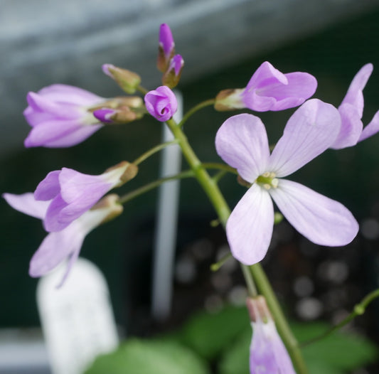 Cardamine quinquefolia