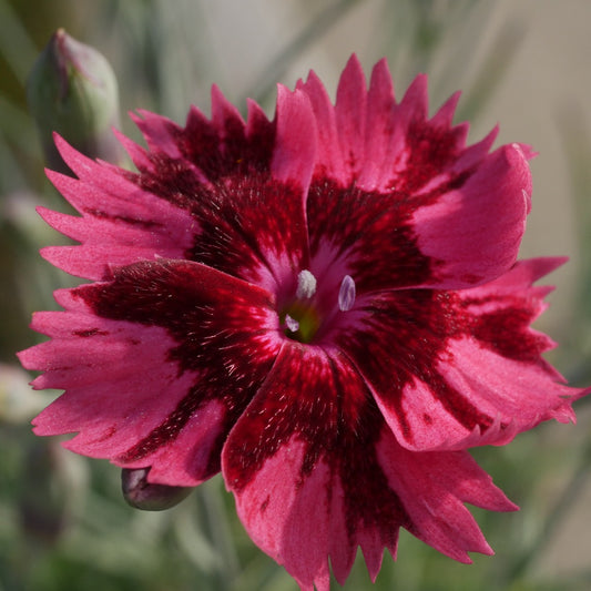 Dianthus Gold Fleck. syn Dianthus Gold Dust