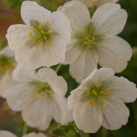 Geranium cinereum 'Blonde on Blonde' NEW