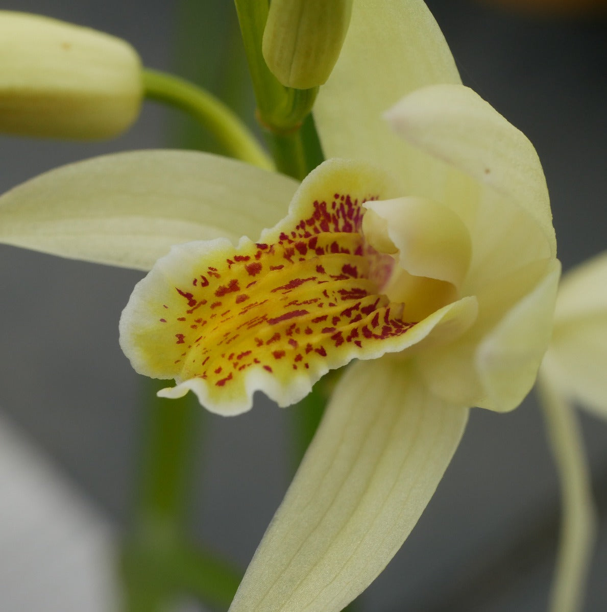 Bletilla striata Yellow Bird