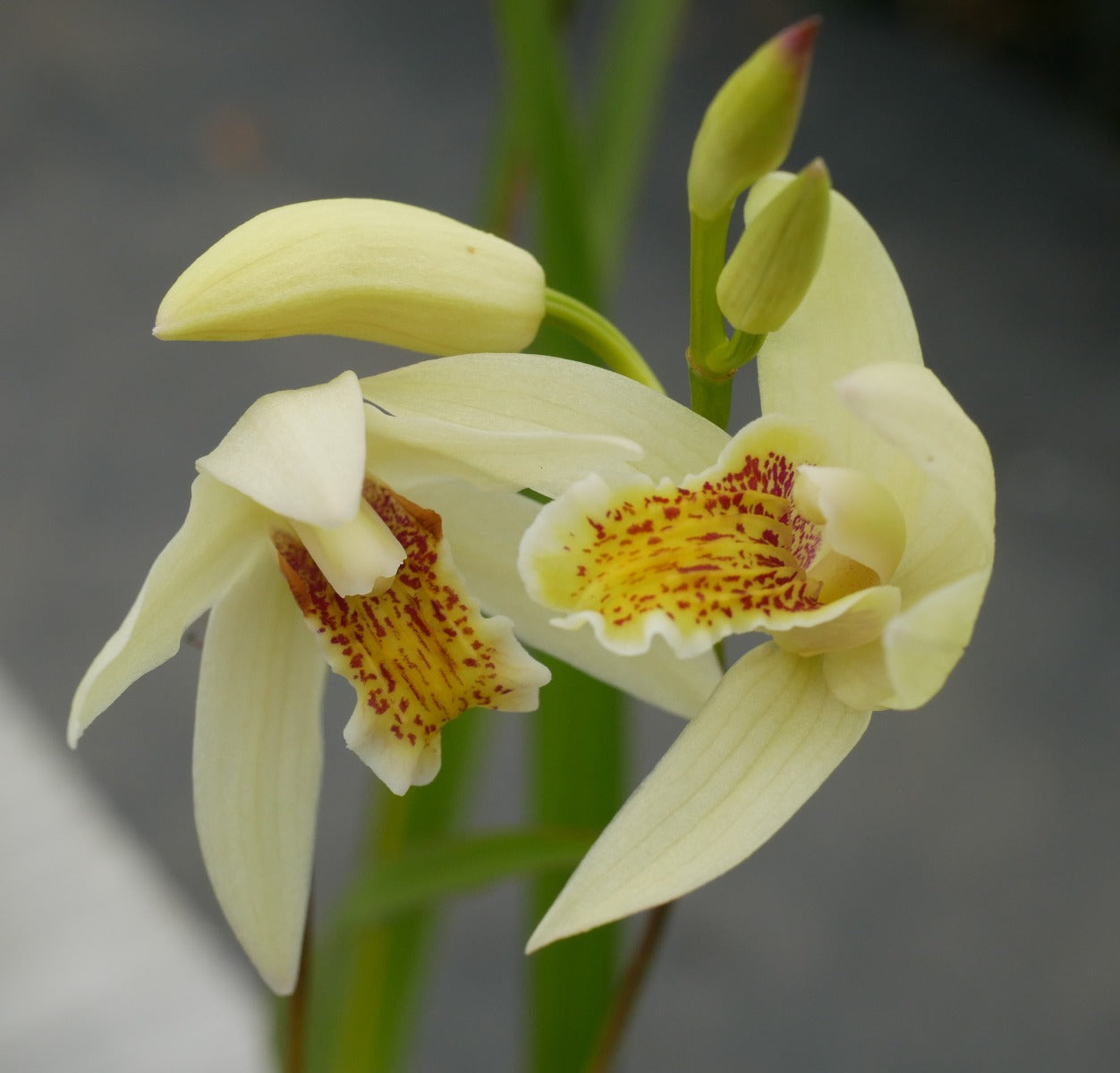 Bletilla striata Yellow Bird