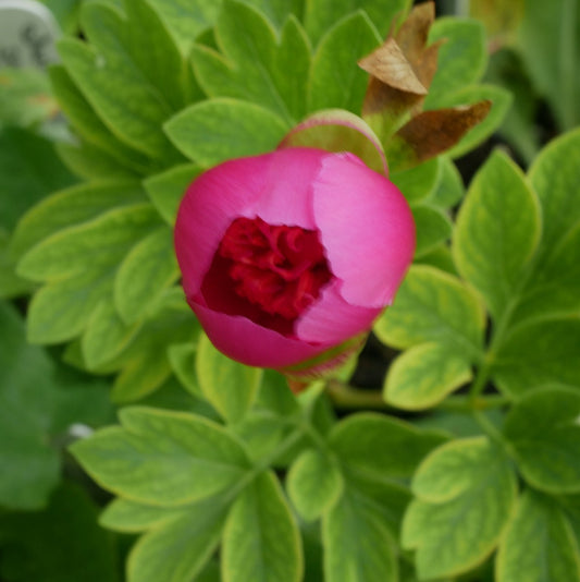 Paeonia anemoneflora rosea