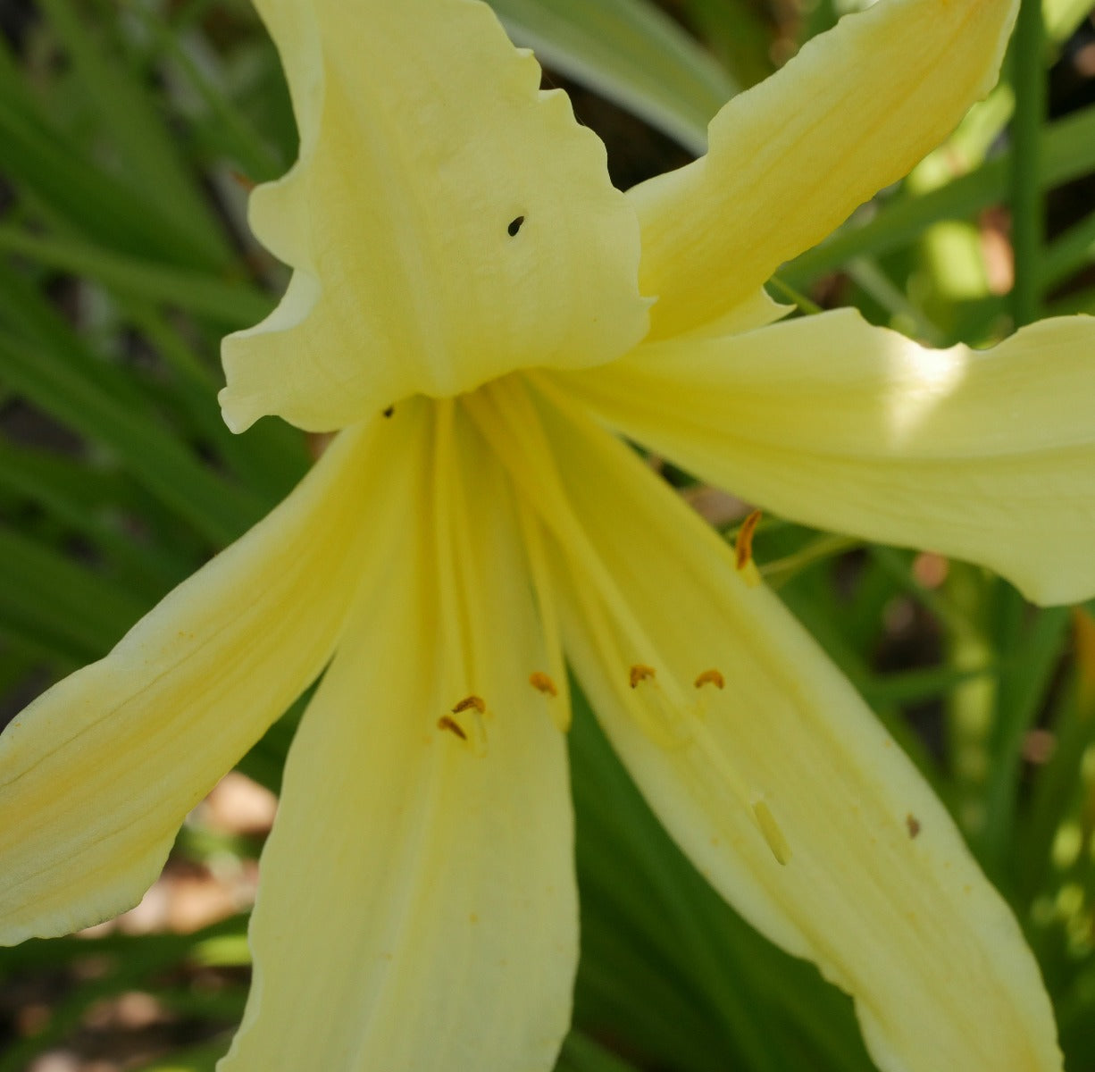 Hemerocallis Whichford