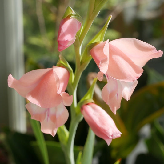 Gladiolus oppositiflorus