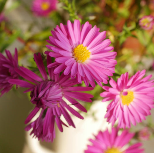 Symphyotrichum nova-belgii Pink Sensation