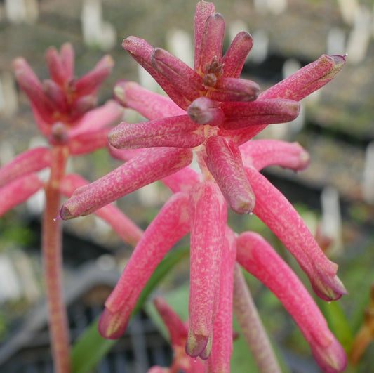 Lachenalia_rubida