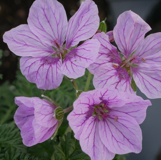 Erodium Spanish Eyes