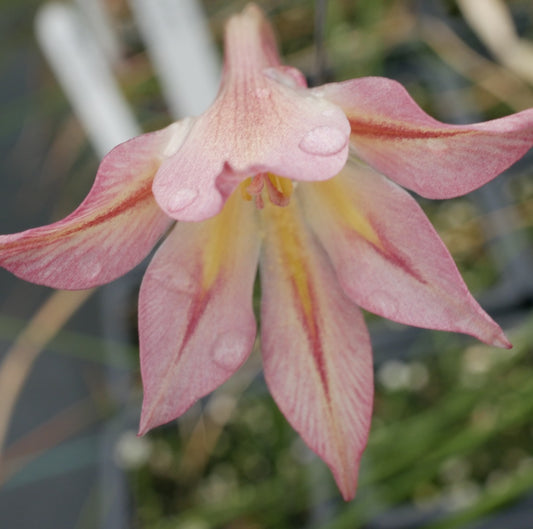 Gladiolus tristis var Starburst