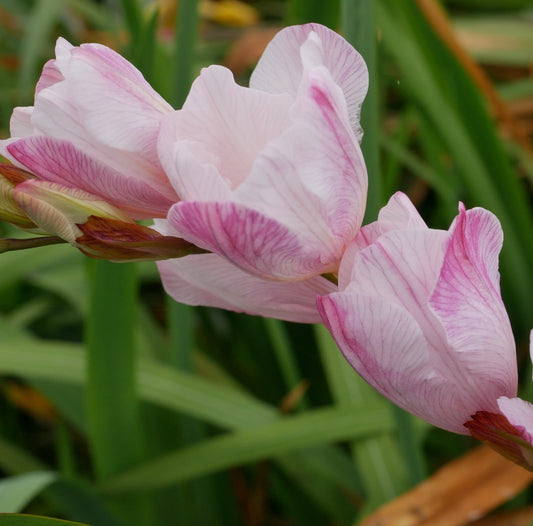 Tritonia crocata Plymouth Pastel