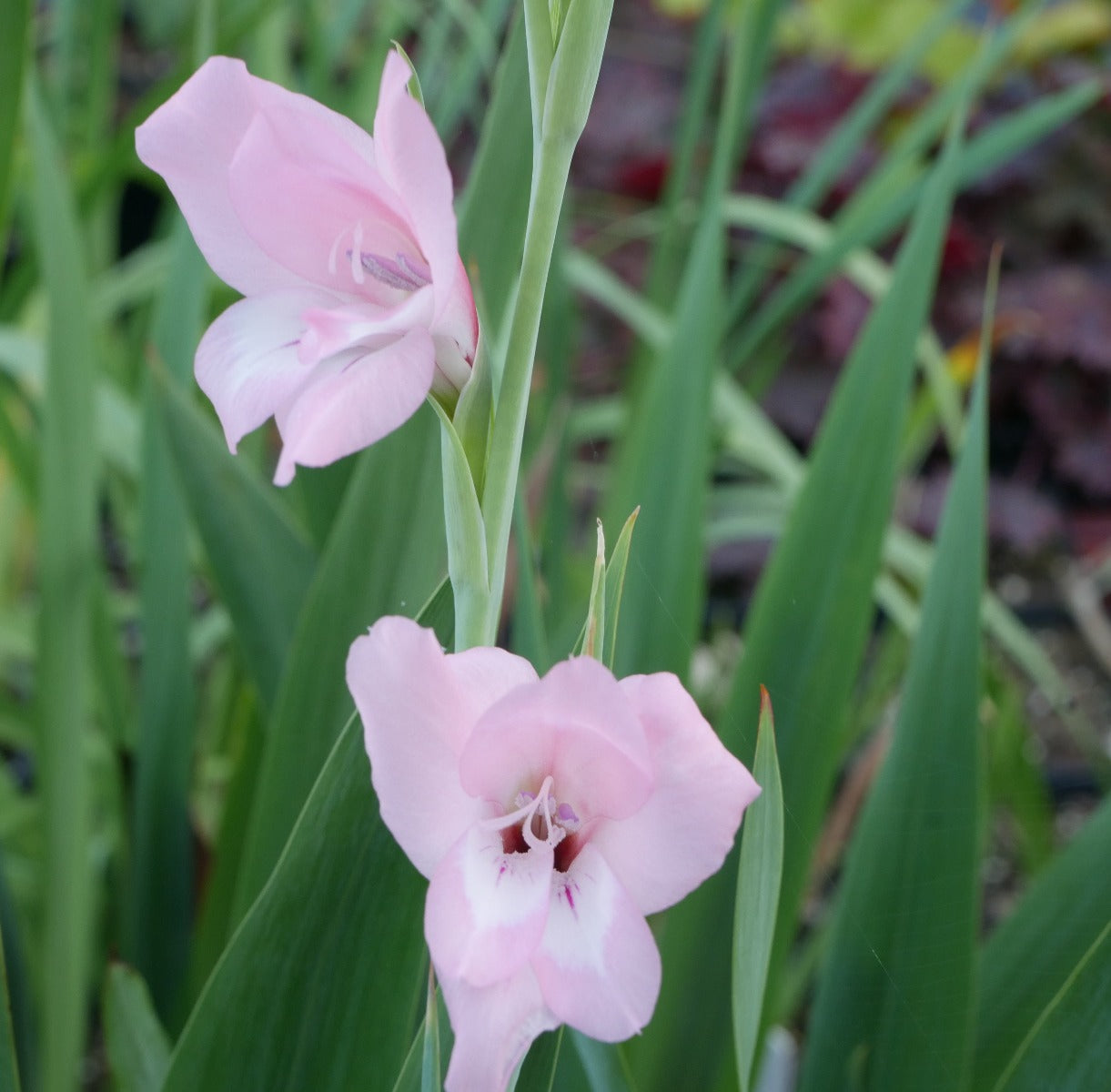 Gladiolus ochroleucus