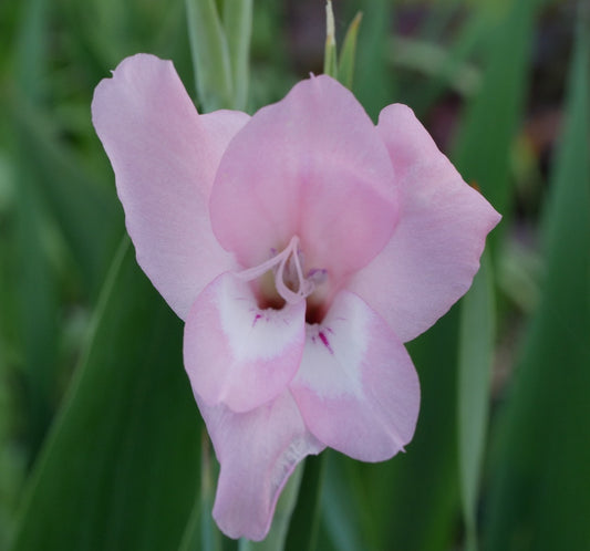 Gladiolus ochroleucus