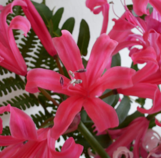 Nerine Zeal Giant