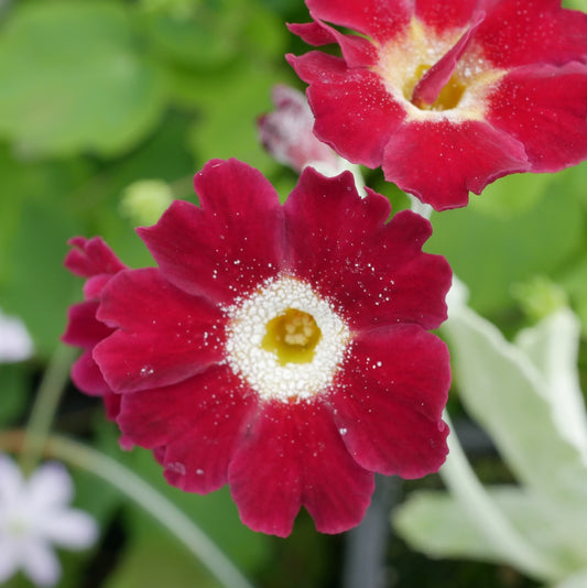 Primula auricula Old Red Dusty Miller