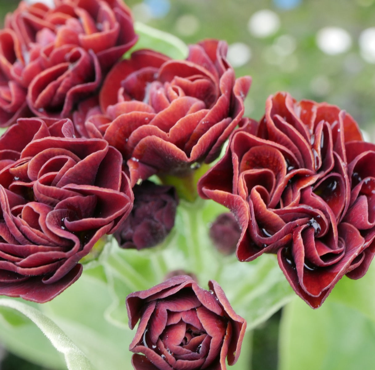 Primula auricula Stromboli