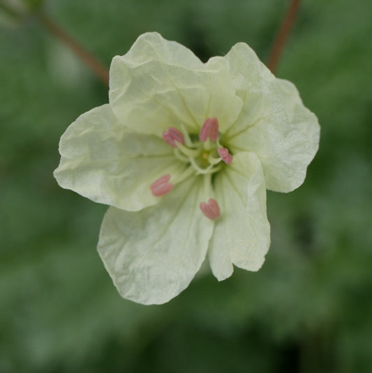 Erodium chrysanthum Arcadia