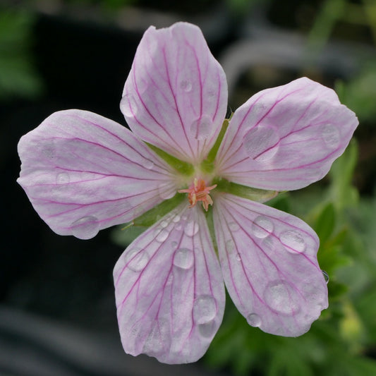 Geranium sanguineum Pink Pouffe