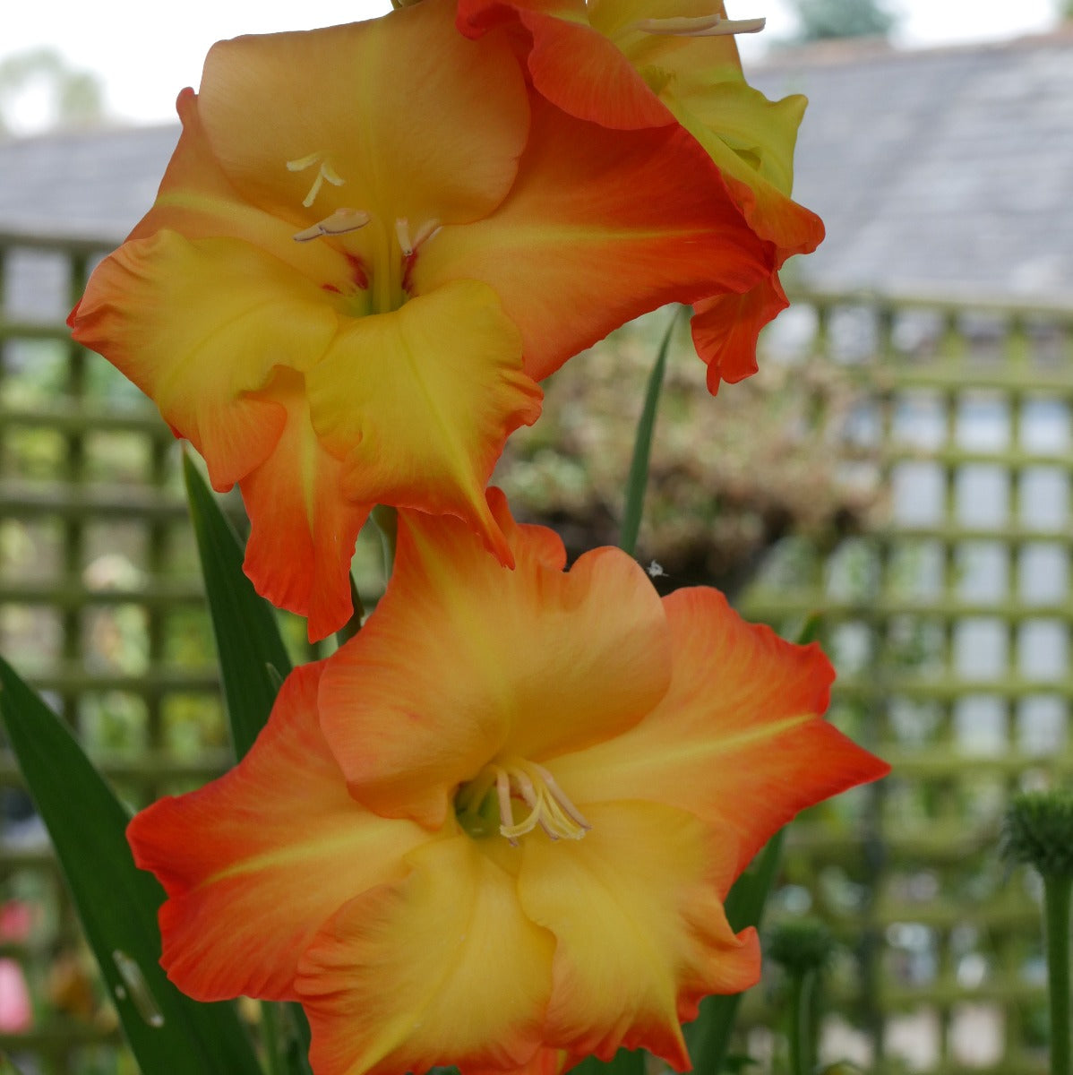 Gladiolus Clarice