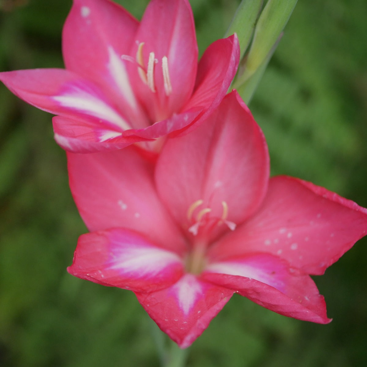 Gladiolus_carmineus