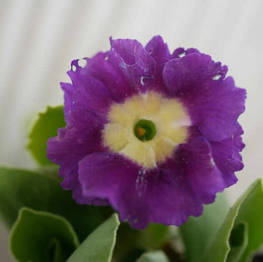 Primula auricula Dreamcatcher