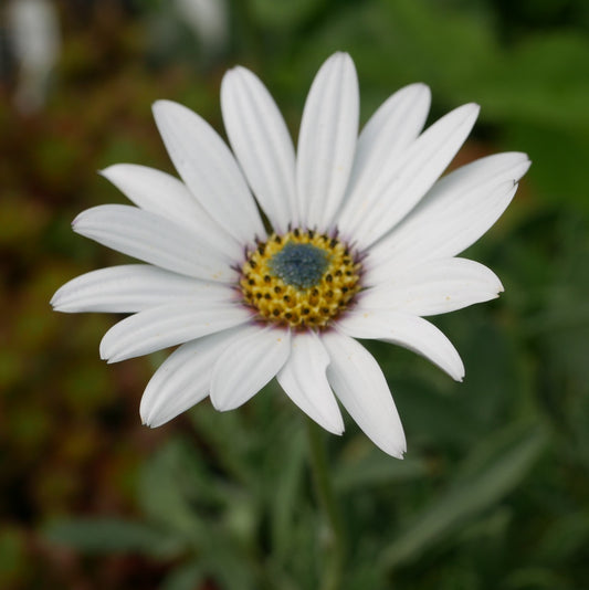 Osteospermum Weetwood