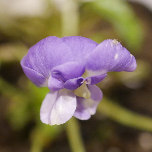 Viola 'Parme de Toulouse'