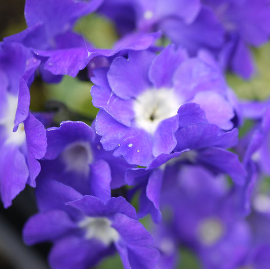 Primula auricula Blue Marble