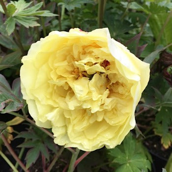 Paeonia 'Yellow Crown'