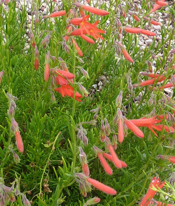 Penstemon pinifolius