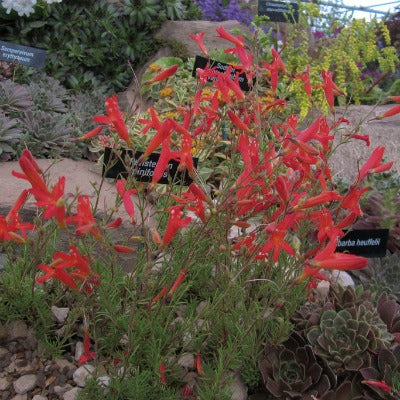 Penstemon_pinifolius