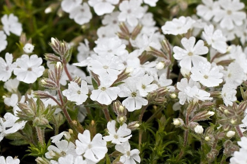 Phlox douglasii White Mountain