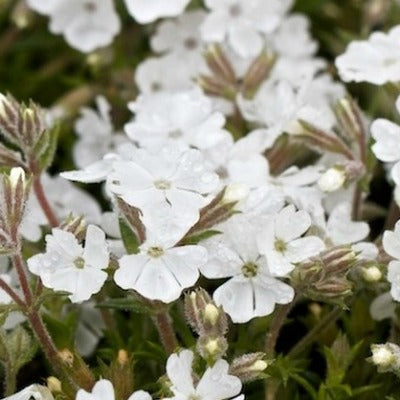 Phlox douglasii 'Ice Mountain'