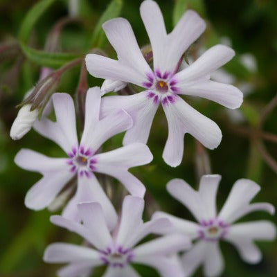 Phlox_bifida_Petticoats