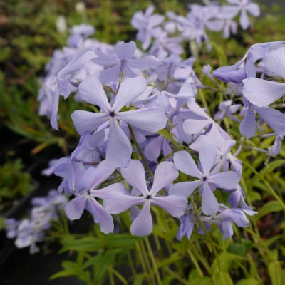 Phlox_divaricata_clouds_of_perfume.jpg