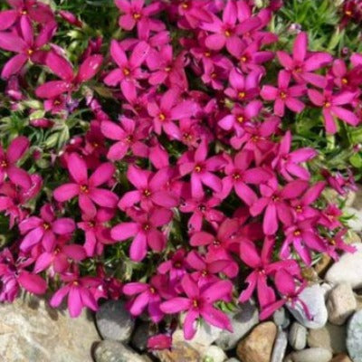 Phlox_douglasii_ochsenblut_(oxenblood).jpg