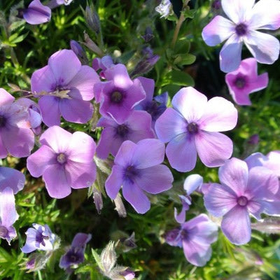 Phlox_douglasii_George_Arends