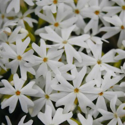 Phlox_subulata_Snowflake