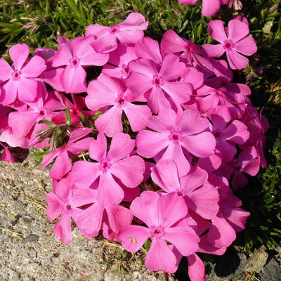 Phlox_subulata_mcdaniels_cushion.jpg