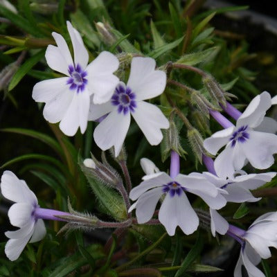 Phlox_subulata_bavaria.jpg