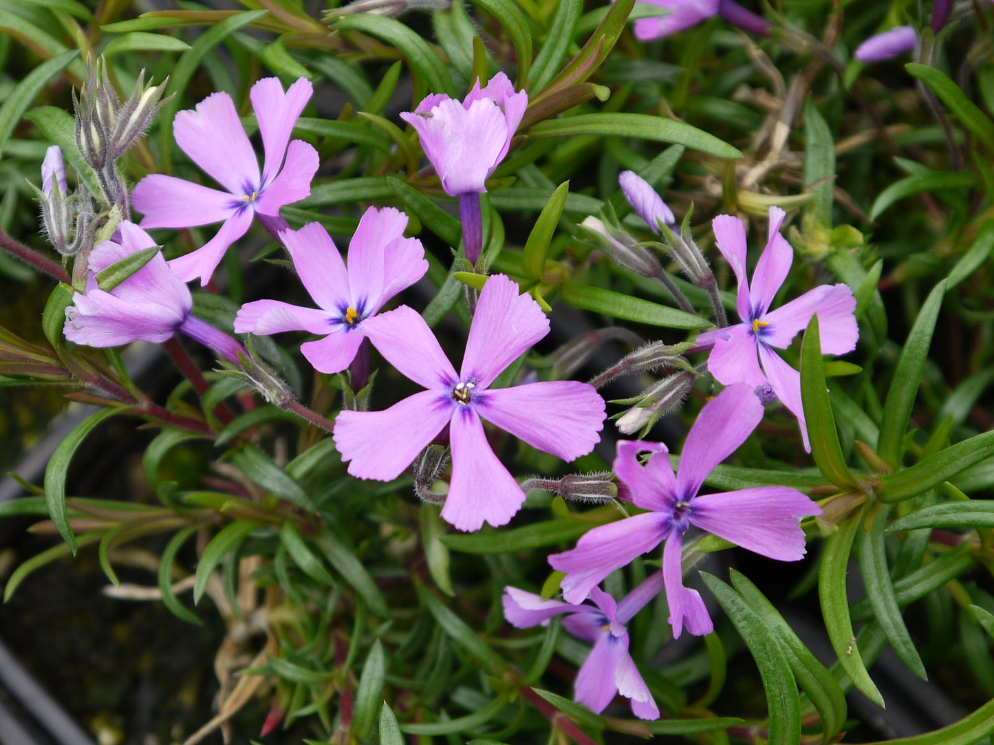 Phlox subulata Purple Beauty