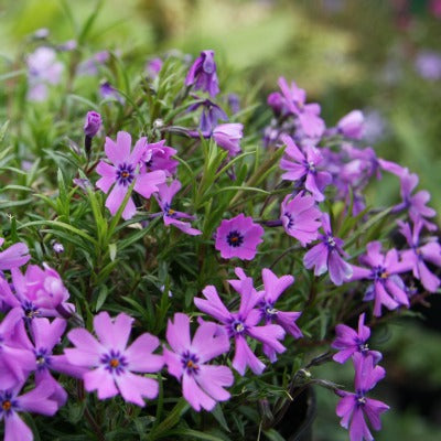 Phlox_subulata_Purple_Beauty
